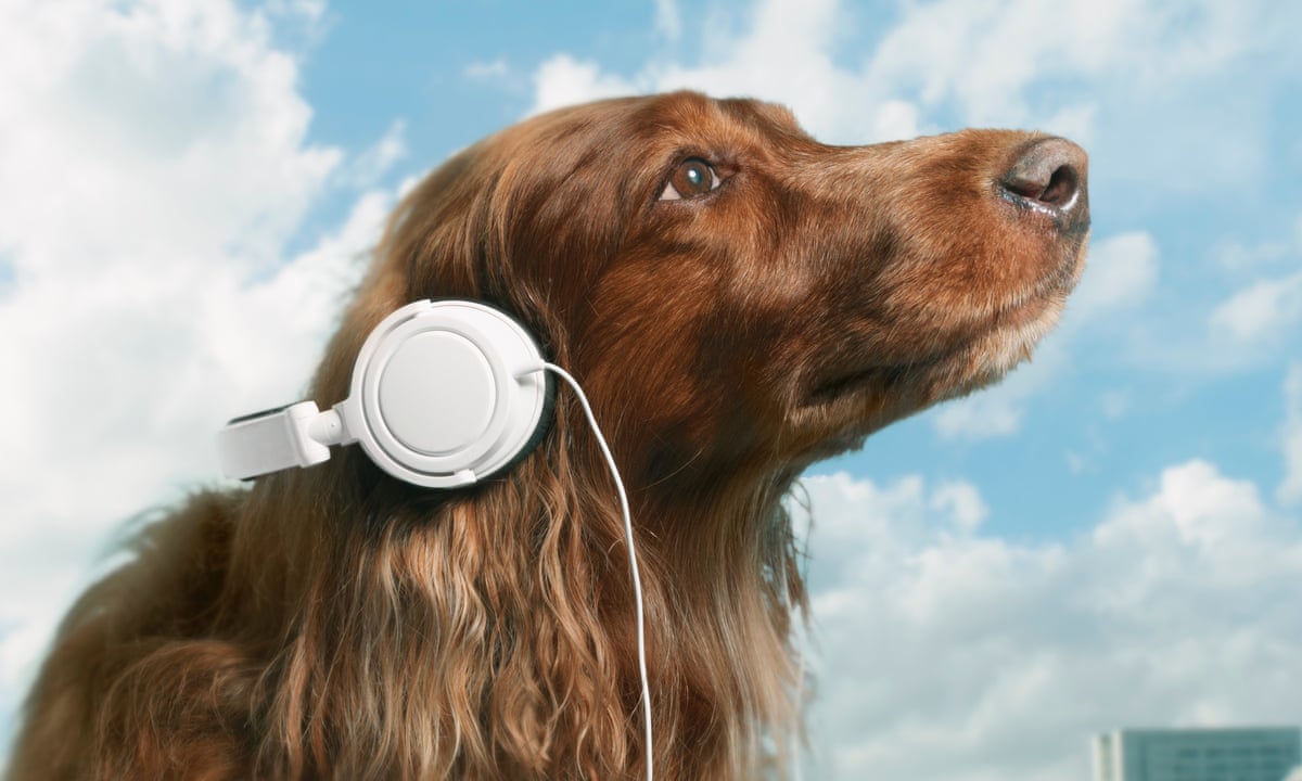 Music and Sounds to Calm an Anxious Dog