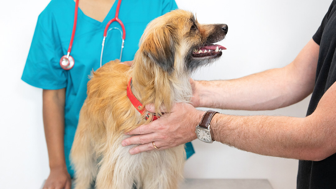 Tips on caring for our pets’ health, effectively but efficiently