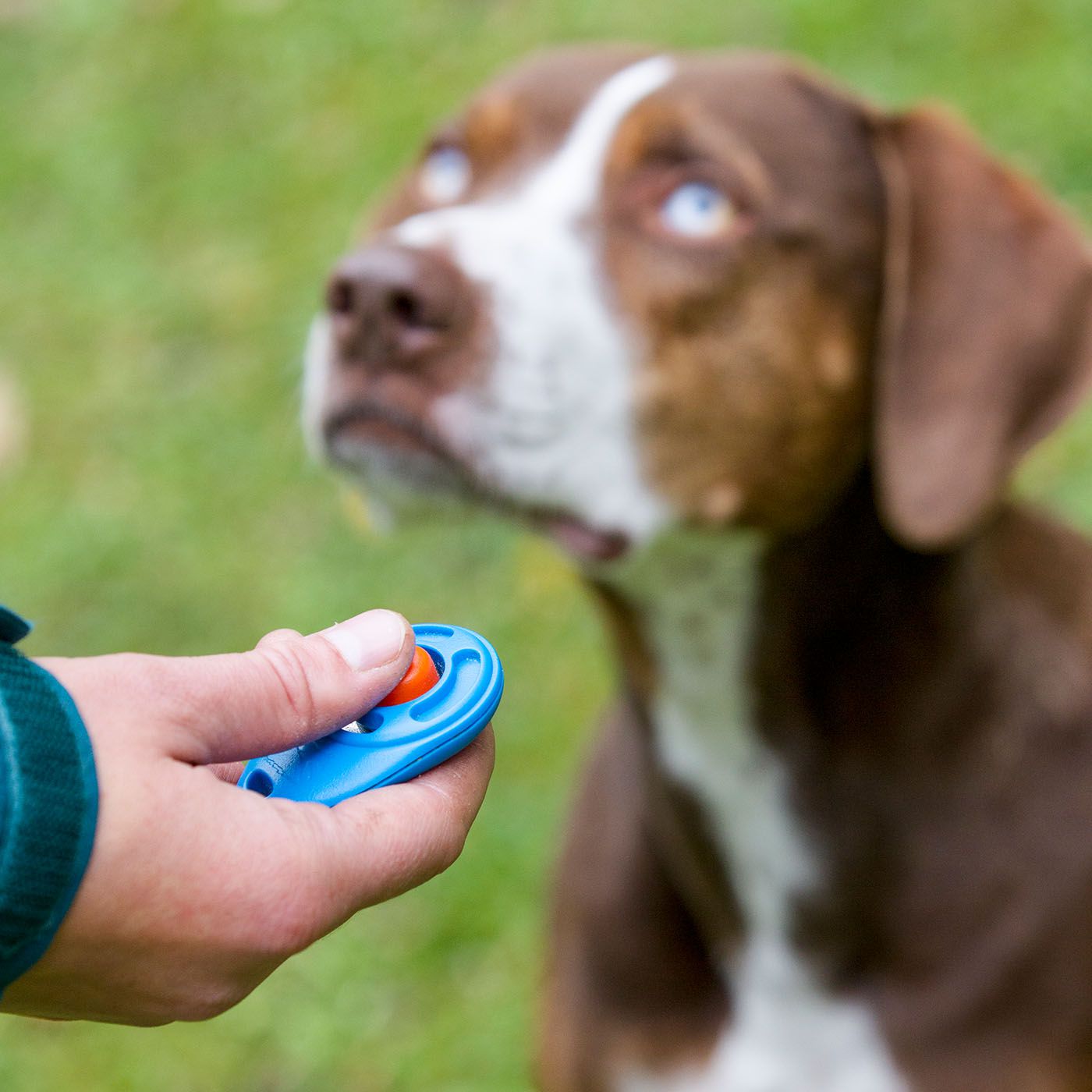 How to Clicker Train Your Dog in 8 Simple Steps